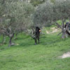 2ο Τουρνουά Paintball στα πεδία του Paintball Κρήτης 28-29 Νοεμβρίου 2009