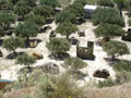 1st field