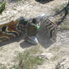 Action
