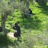 Action