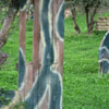 Natural Barriers